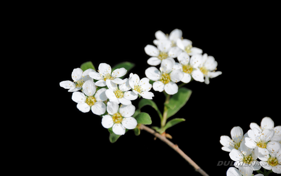 Spiraea Arguta